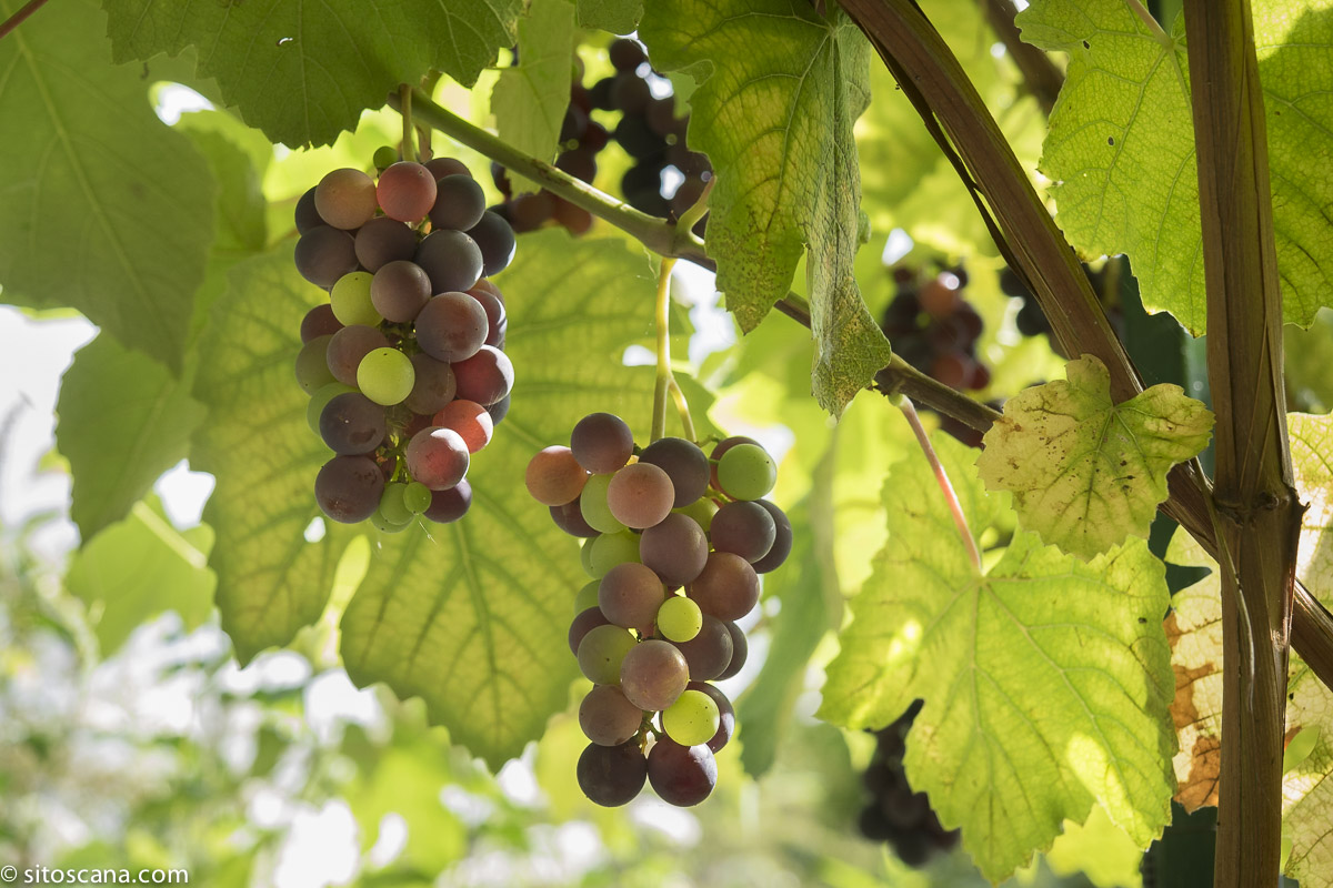 Vingård og vinsmaking - bildet viser modne vindruer på en vingård i Toscana.