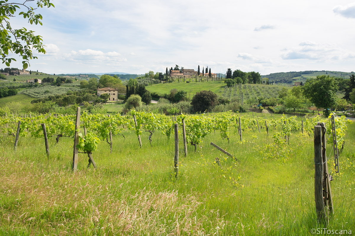 Vakre vinranker i vårgrønt bølgende landskap. Ta en vårtur til Toscana!
