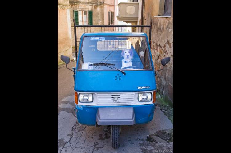 Bildet viser biltypen Ape med en hvit og rød fuglehund ved rattet. På bildet står bilen parkert i Middelalderbyen Montemagno. Bilen og bikkja eies av vedhandleren Fabio.