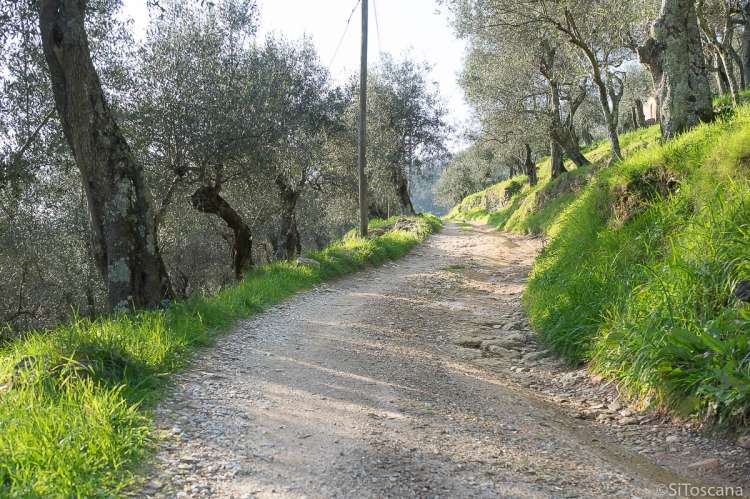 Bildet viser en av grusveiene utenfor landsbyen Montemagno ved Pisa.