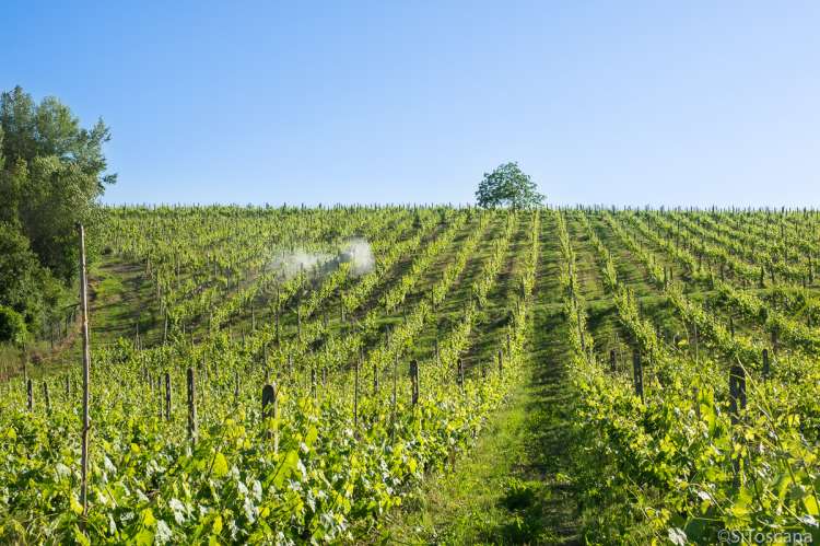 Bildet viser åsside med vinåker. Mellom vinrankene kjører en traktor. På toppen av åkeren står et stort tre. Bildet er fra en vingård ved Montaione i Toscana.