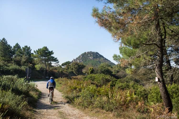 Bildet viser mann som sykler på terrengsykkel på skogsbilvei ovenfor Calci og Montemagno, rett ved toppen La Verrucca, like utenfor Pisa.