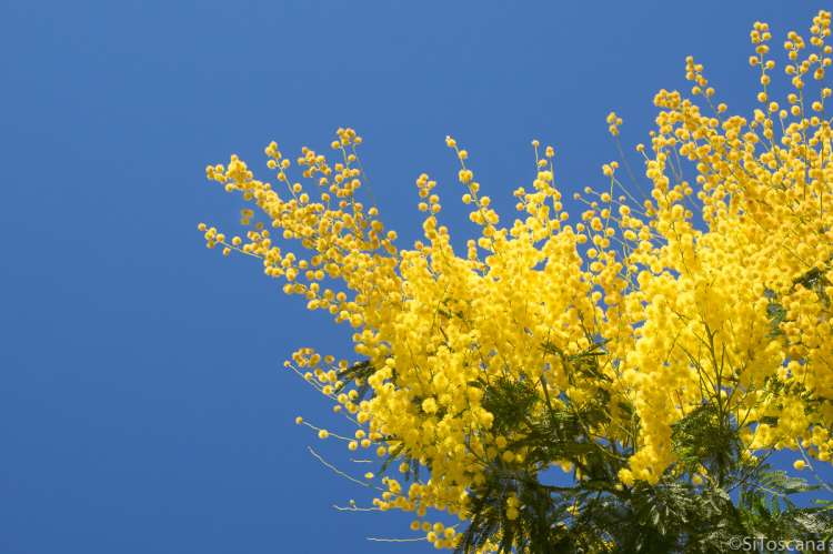 Bildet viser knallgule blomster på et mimosatre. Det er en vakker dag i mars med sol og blå himmel.