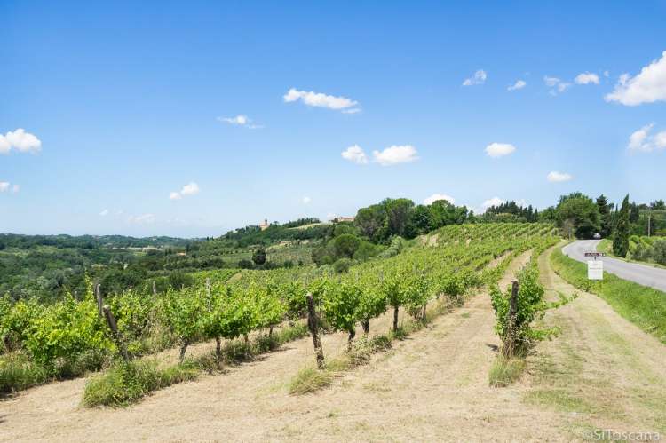 Bildet viser vinåker sett fra Strada del vino delle Colline Pisane, nært vinbyen Terricciola i Toscana