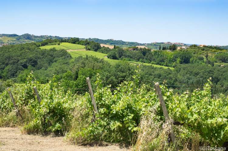 Bildet viser vinstokker i en vinåker i Toscana. Det er fra en  solrik dag i juni.