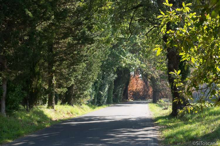 Bildet viser en vakker del av en av de merkede vinveiene i Toscana.