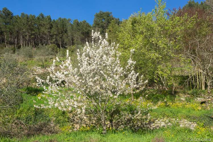 Bildet viser kirsebærtre i blomst. Treet vokser i åssiden ovenfor Montemagno og Calci og blomstrer i april.