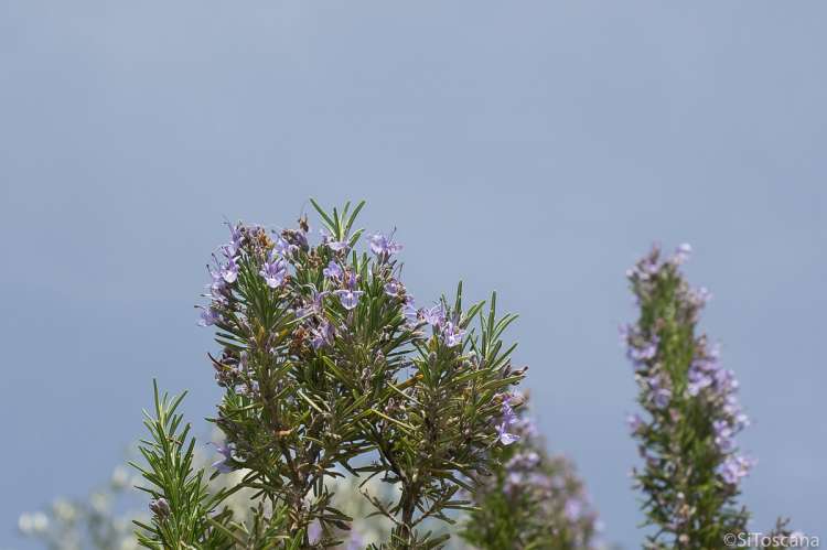 Bildet viser en rosmarinbusk i blomst. Det er sol og blå himmel. Bildet er tatt i Toscana i april