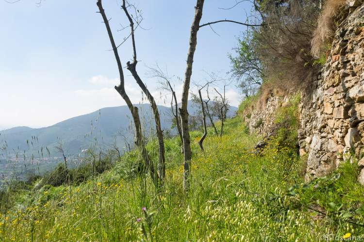 Bildet viser mur og blomstereng i en olivenlund i åssiden nært Pisa. Bildet er tatt en solfylt maidag.