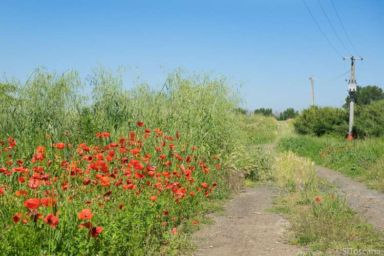 Bildet viser valmuer i blomst ved en av de mange landeveiene i Toscana.