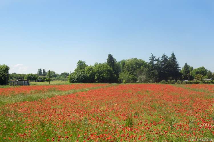 Bildet viser en valmueåker i full blomst i april. Bildet er tatt nært landsbyen Zambra like utenfor Pisa.