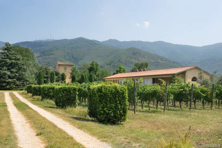 Bildet viser vingården Fattoria San Vito i Calci.