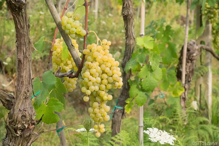 Bildet viser to store drueklaser med grønne druer som er nesten modne. Bildet er tatt i august.