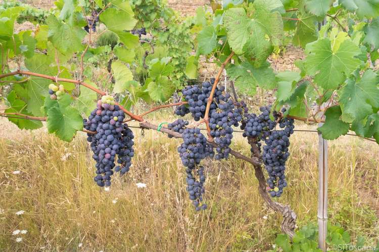 Bildet viser vinstokker med nesten modne vindruer. Disse befinner seg på en liten vinåker i åssiden ovenfor middelalderbyen Montemagno, like utenfor Pisa.