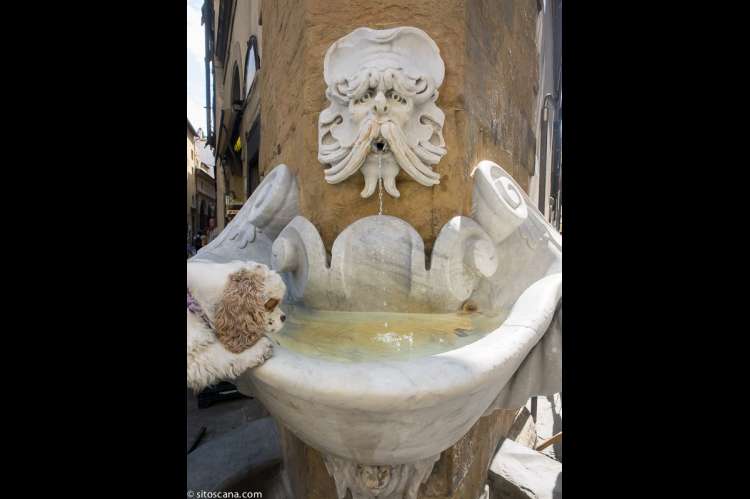 Hund som drikker vann av fontene ute i gata i nærområdet til ferieleiligheten Marco i sentrum av Firenze. Foto.