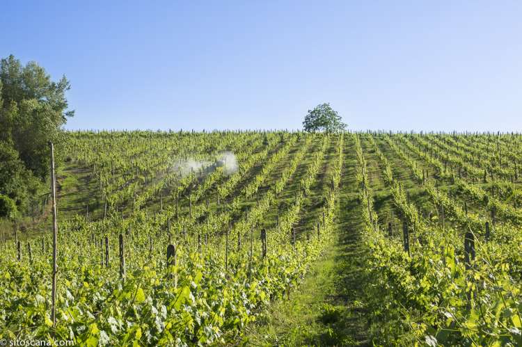 Bildet viser vinranker på vinmarken på feriebostedet Girasole, vingård med 10 leiligheter og gangavstand til landsby.