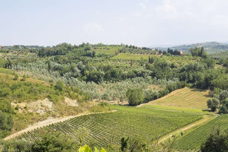 Utsikt fra gården. Utsikten fra vingården Podere Cenni utenfor San Miniato. Foto.