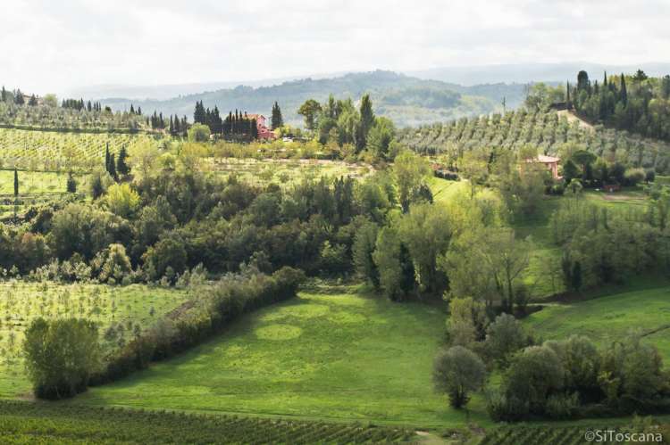Fra gården er det utsikt til typisk, toskansk landskap. Utsikt mot vinmarker og olivenlunder på vingården Podere Cenni utenfor San Miniato. Foto.