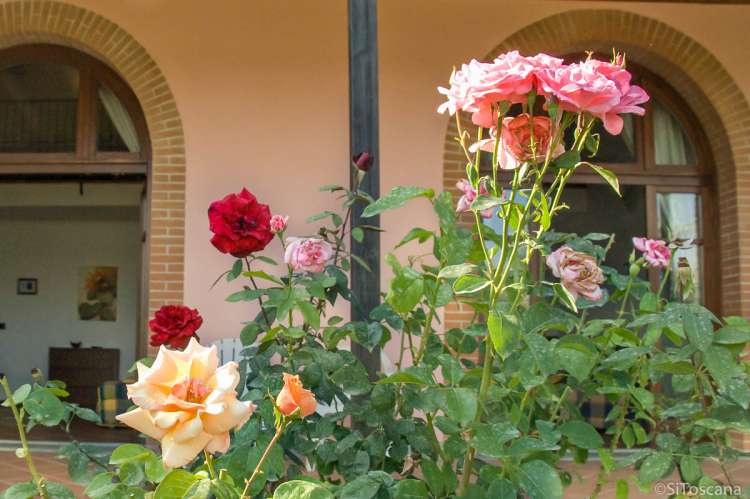 To av suitene med direkte utgang til egne uteplasser. Rosebusk med rosa og røde roser på vingården Podere Cenni utenfor San Miniato. Foto.