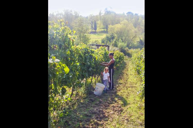 Fra innhøsting av vindruer på gården. Kvinne og barn som høster vindruer på Podere Cenni utenfor San Miniato. Foto.