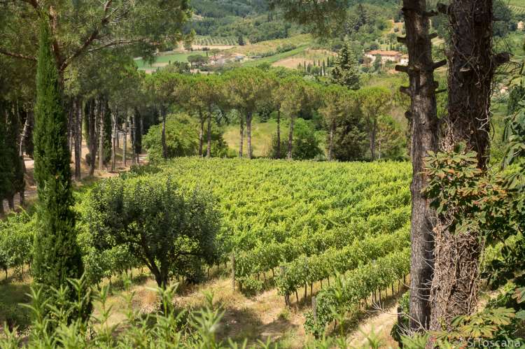 Velstelte vimarker på den store eiendommen. Foto av vinmarkene som tilhører vingården i Toscana. Her produseres druer til både røde og hvite viner, også rosèvin.