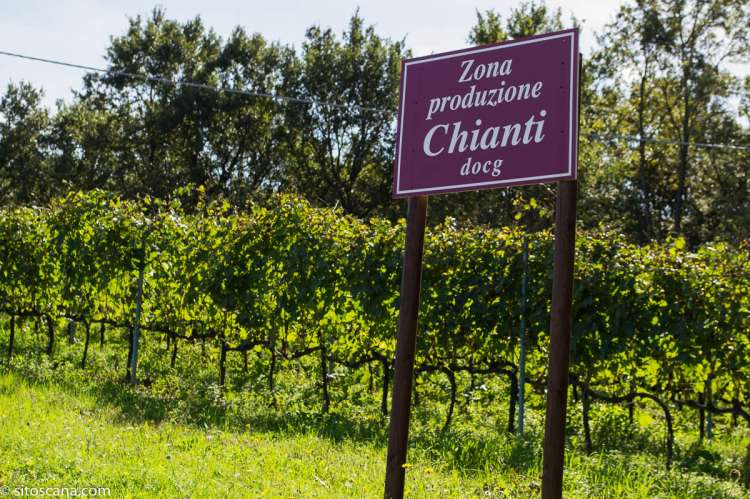 Foto fra vinmarken der det produseres Chianti-vin på vingård nært Pisa.