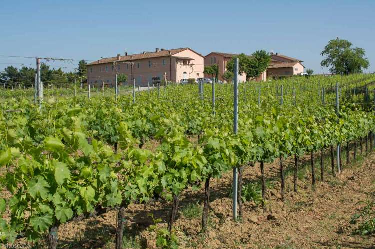 På vingården Aldobrando bor du i ferieleilighet midt mellom vinmarkene. Foto.