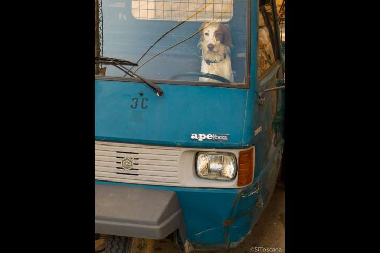Landsbymiljø i Toscana. Bilde av en hund i forsetet i en Ape, trehjuls-bilen som fungerer perfekt i de smale toskanske landsbygatene.