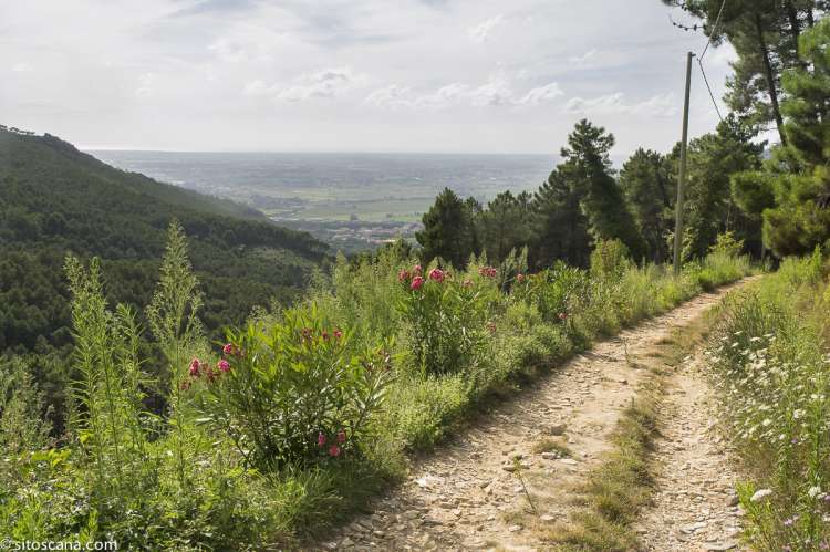 Skogsvei som tursti med utgangangspunkt i landsbyen. Skogsvei som tursti for fotturer med utgangangspunkt i landsbyen Montemagno. Bildet viser også den flotte utsikten.