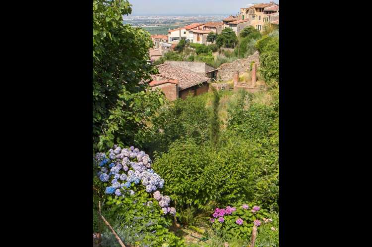 Landsbymiljø med hortensia. Et hav av blomsten hortensia som trives godt i fuktig jord ved bekken. Landsbyen med steinhus i bakgrunnen. Bilde.