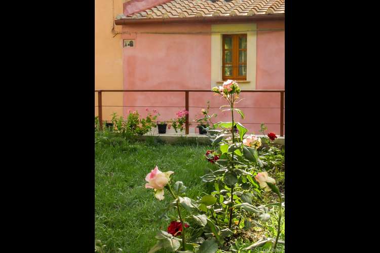 Roser og urter i hagen. Roser i hagen til ferieleiligheten i landsbyen Montemagno. Rosa feriehus med terracotta-tak. Bilde.