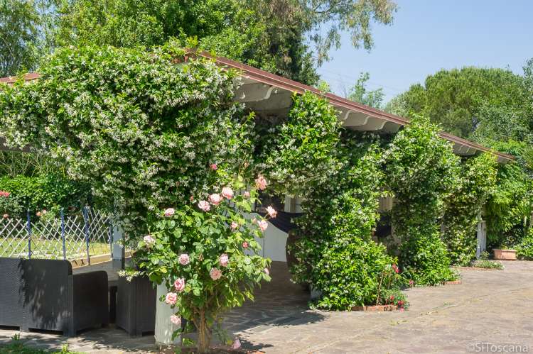 Bildet viser roseplanter i hagen til familievennlig feriehus i landsby i Toscana.