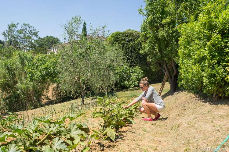 Bildet viser grønnsakshage på feriebosted ved Pisa i Toscana.