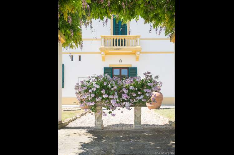 Bildet viser blomster under pergola på olivengård i Toscana.