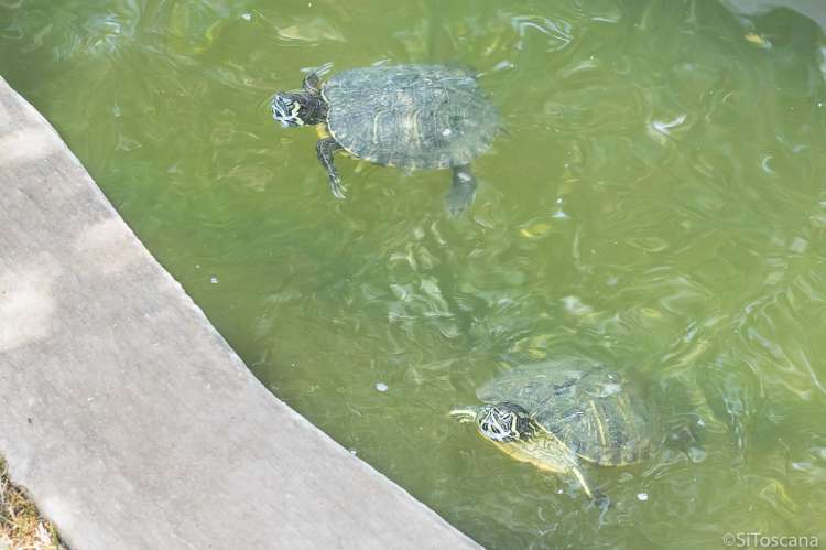 Bildet viser skilpadder i vann på olivengården Artemisia ved Pisa.