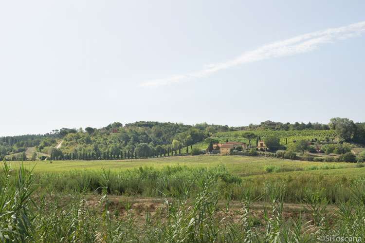 Bildet viser toskanske åser og vingård med utsikt i Toscana.