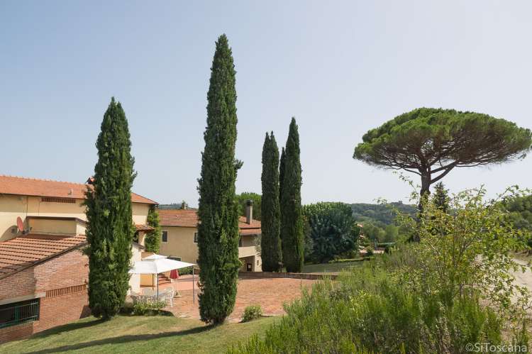 Bildet viser sypresser og pinjetre på vingård i Toscana nært Pisa og Firenze.