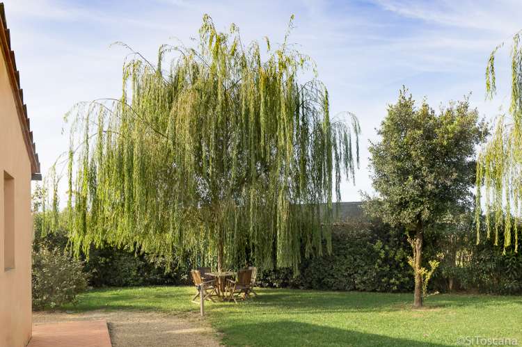 Bildet viser hengebjørk i hagen til feriebosted ved Pisa i Italia.