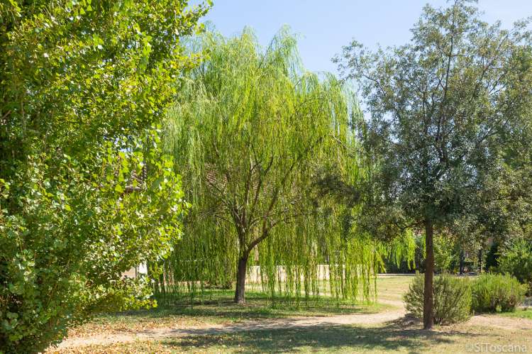 Bildet viser hengebjørk på feriebosted ved kysten i Toscana.