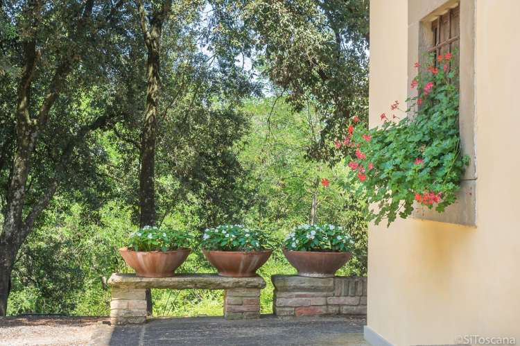 Bildet viser planter utenfor feriehus midt mellom Pisa og Firenze.