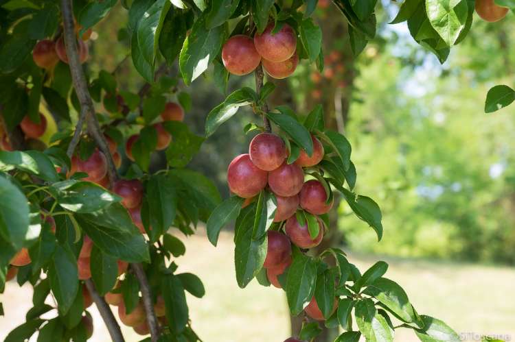 Bildet viser plommetre i hagen til feriehus midt mellom Pisa og Firenze.
