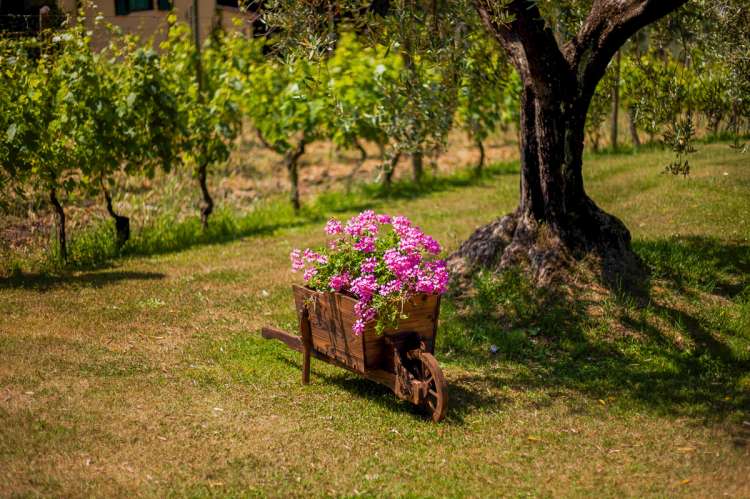 Bildet viser vinranker og blomster under oliventre på feriebosted nært Pisa i Italia.