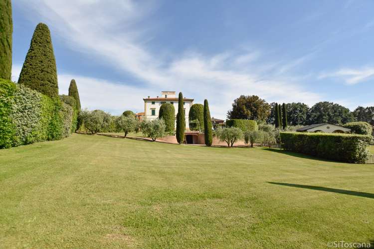 Bildet viser stor olivengård ved landsby nært Pisa.