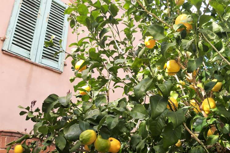 Bildet viser sitrontre utenfor ferieleiligheten Marianne midt i landsby ved Pisa.