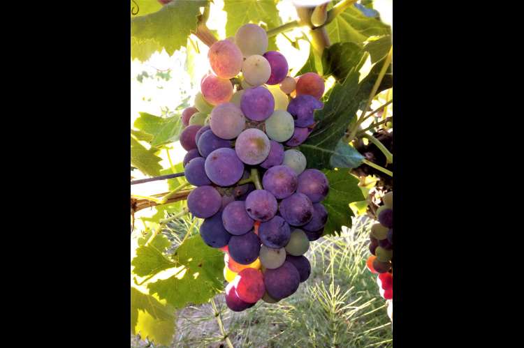 Bildet viser vindruer utenfor feriehus på vingård i Toscana.