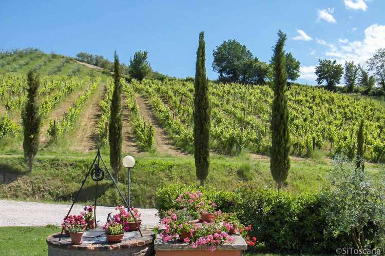 Bildet viser en vinåker. I forgrunnen ser man rosa blomster og pinjetrær.