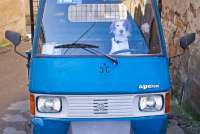 Bildet viser biltypen Ape med en hvit og rød fuglehund ved rattet. På bildet står bilen parkert i Middelalderbyen Montemagno. Bilen og bikkja eies av vedhandleren Fabio.