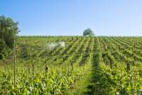 Bildet viser åsside med vinåker. Mellom vinrankene kjører en traktor. På toppen av åkeren står et stort tre. Bildet er fra en vingård ved Montaione i Toscana.