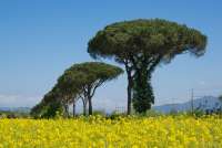 Bildet viser pinjetrær i en allé like utenfor Pisa. Bildet er tatt en solfylt dag i april.