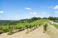 Bildet viser vinmarker i bølgende landskap i Toscana.